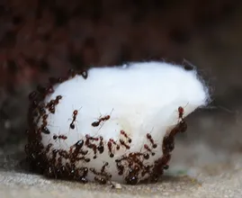 Avez-vous des fourmis dans la maison ? Avec ce remède naturel vous ne les reverrez plus