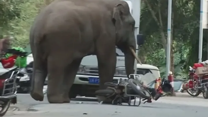 8 histoires étonnantes d’animaux qui se sont vengés des humains