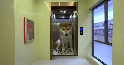 This is a next-level dog house!