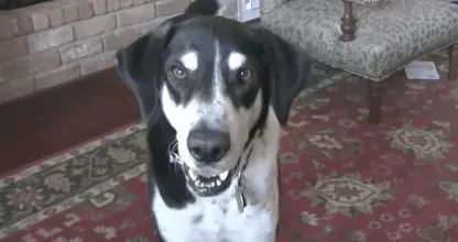 Dit baasje vertelt aan zijn hond dat hij een kitten heeft gekocht en de reactie van de hond is hilarisch!