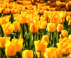 Yes! Heerlijk lenteweer tijdens paasweekend