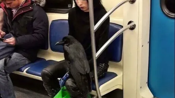 Vous ne croirez jamais ces 41 humains bizarres repérés dans les transports en commun