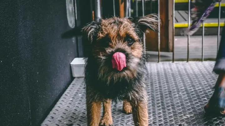 19 gängige Gegenstände, die für Hunde giftig sin