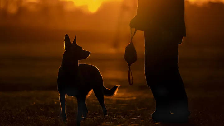 Retired police dog makes an interesting discovery with the help of its owner