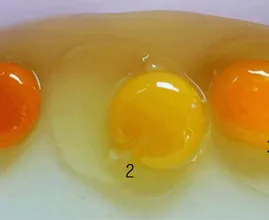 Questo è ciò che un tuorlo d'uovo può dirti sulla salute della gallina