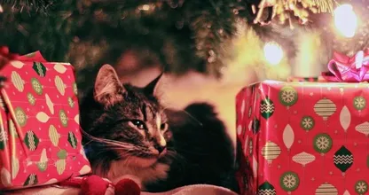 Aftellen met Minoes: Action verkoopt adventskalender voor katten