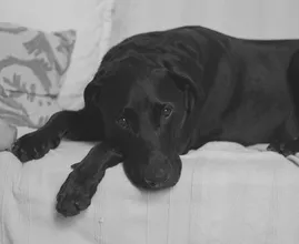 Spotify komt met podcast om eenzaamheid bij honden tegen te gaan