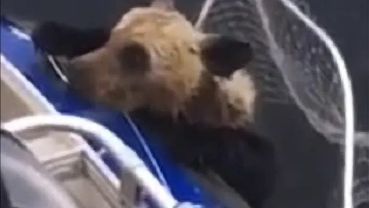 Echa un vistazo a las cosas impactantes que hace esta madre osa mientras los pescadores salvan a sus cachorros