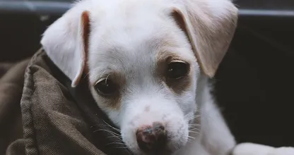 Baas boos om kapotte ruit nadat hond uit snikhete auto is gered door voorbijgangers