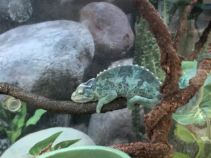 Chameleon sleeping on a branch