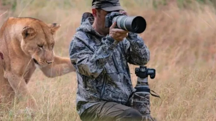 Un león pide ayuda a un fotógrafo - La increíble verdad al descubierto