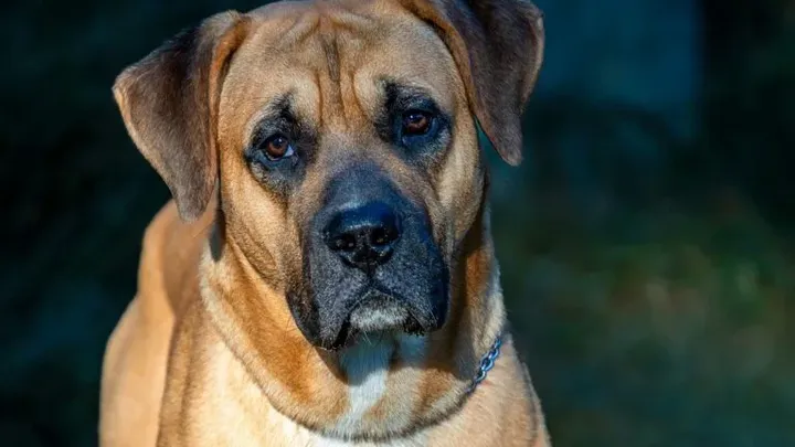 15 raças de cães que não podem ser mantidas como animais de estimação
