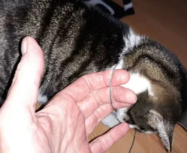 Waarschuwing voor kattenbaasjes: kater komt thuis met strop om zijn nek