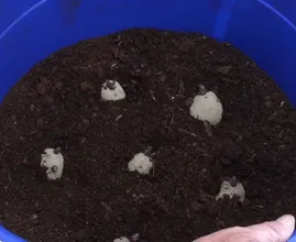 Want to grow potatoes but don't have a garden? With these tips you can grow them in a pot!