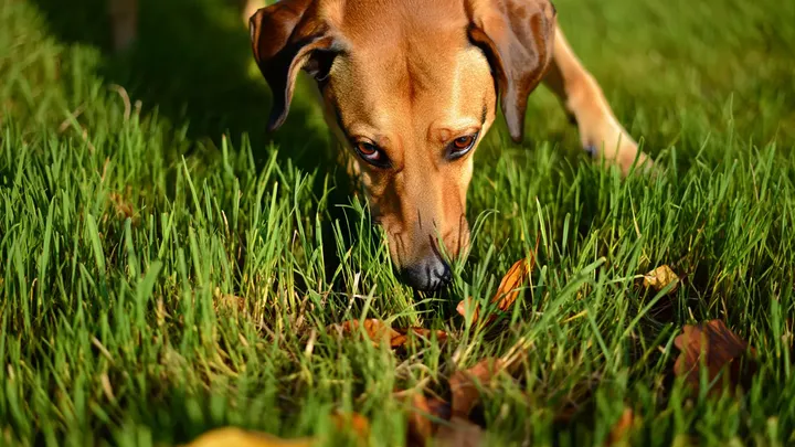 5 Natural Anti-Tick Tricks Veterinarians Are Raving About