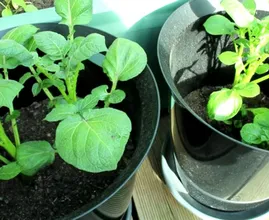 Du brauchst keinen Garten um Kartoffeln anzubauen, nur einen Eimer!