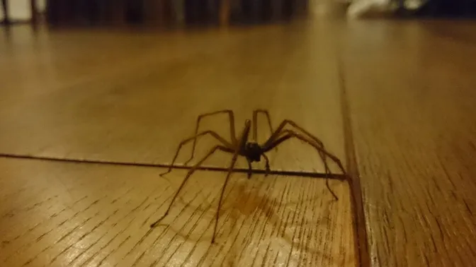 ¡Con esta manera amigable con los animales, ahuyenta a todas las arañas de tu casa!