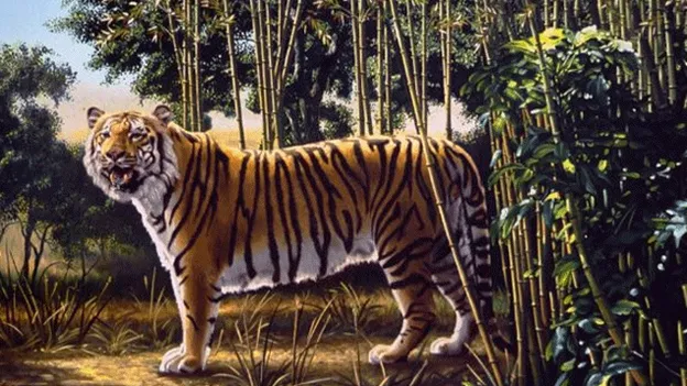Kan jij de 'hidden tiger' op deze afbeelding vinden?