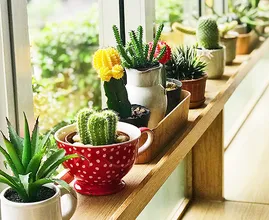 Ga je op vakantie? Zo overleven jouw kamerplanten bij een oppas