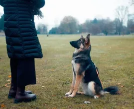 Deze 9 tips maken het trainen van je hond een stuk makkelijker