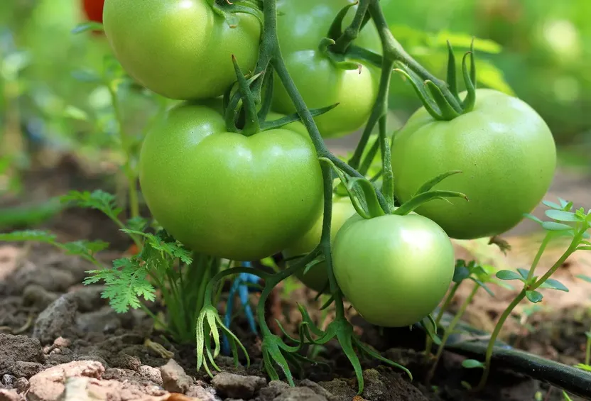 Nog groene tomaten aan je plant? Met deze simpele truc rijpen ze binnen verder