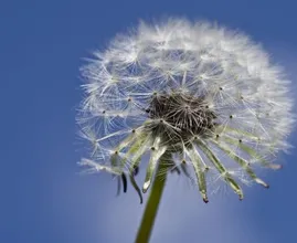 Huh? Blijkbaar zorgen paardenbloempluisjes niet voor hooikoortsklachten