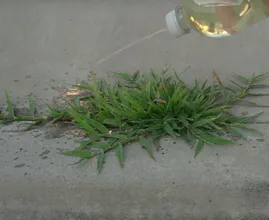 Elimine ervas daninhas que crescem na calçada! Esta dica simples removerá suas ervas daninhas rapidamente!