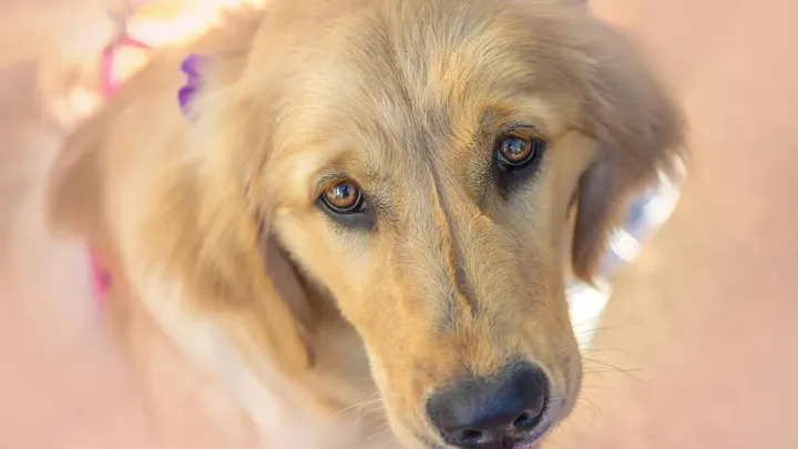 7 Words That Dogs Can Understand (And 4 That No Dog Can)