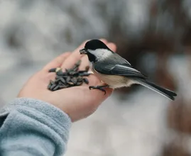Vogeltjes voederen: wanneer kunnen we de vetbolkransen weer ophangen?