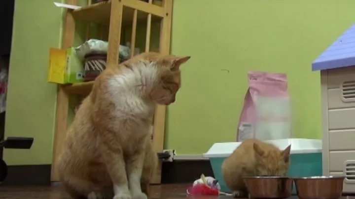 This homeless cat only accepts food from a bag and the reason is touching