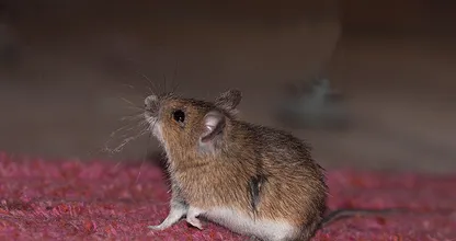 Muizen in huis? ZO kom je op een effectieve en diervriendelijke manier van ze af!