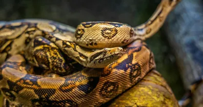 Eten we binnenkort écht pythonvlees?