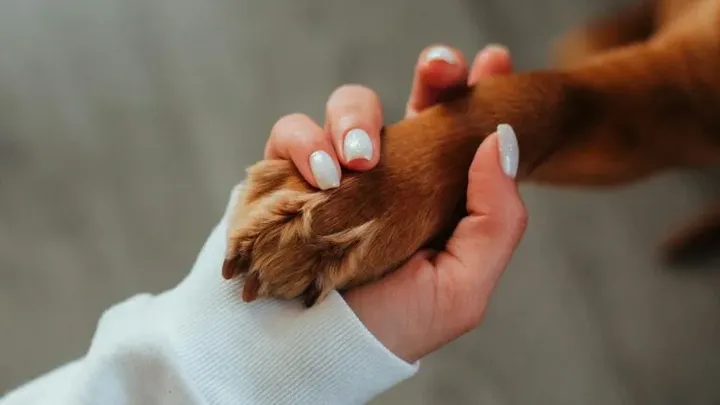 19 gängige Gegenstände, die für Hunde giftig sin