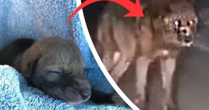 Man neemt schattige "puppy" mee naar huis, dit blijkt een gevaarlijke vergissing