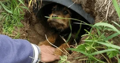 Hond die met twee gebroken poten in buis onder de grond leefde, heeft een huis gevonden