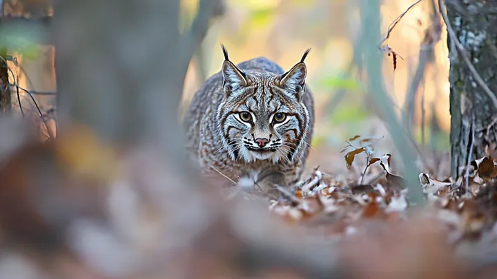 Dziki Bobcat zbliża się do kobiety, a ona postanawia za nim podążyć