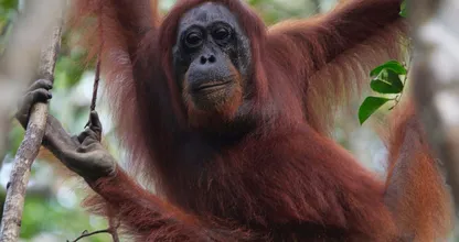 Orang-oetan behandelt wond met geneeskrachtige plant
