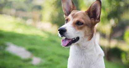 Great news for all dog owners! If you're not sure if you should get a dog, this might help you decide!