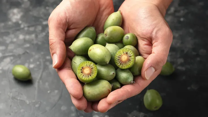 The grape-sized kiwi you eat skin and all is back in the shops, but only until the autumn harvest runs out