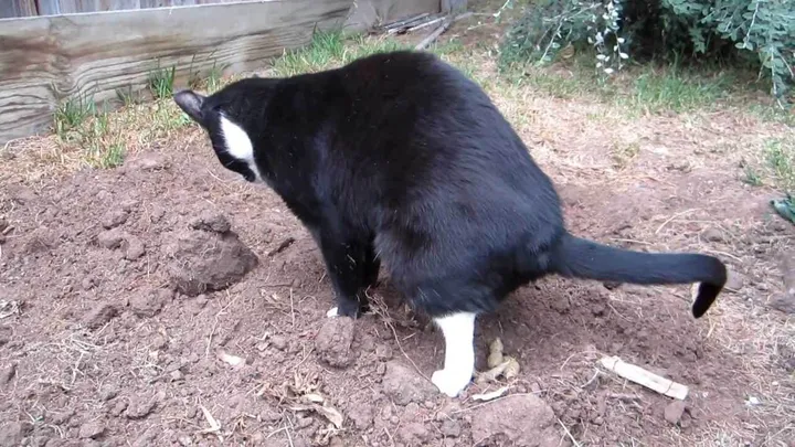 Altijd buurtkatten in je tuin? Met dit geheel kattenvriendelijke trucje gebeurt dat niet meer!