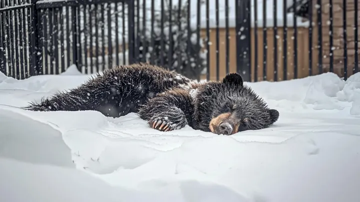 Un uomo trova un cucciolo d'orso sull'orlo del congelamento, ma quello che nascondeva sotto la pancia è incredibile!