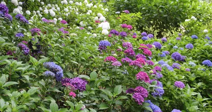 Deze zaadjes moet je in mei planten voor een kleurrijke tuin