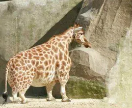 Vieron este jirafa en la naturaleza: el veterinario se sorprende cuando se da cuenta de por qué es tan grande