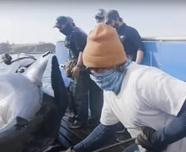 Estos marineros encontraron un tiburón gigante - ¡No creerás lo que encontraron dentro!