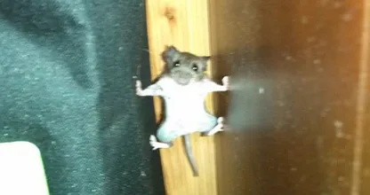 Deze dieren snappen er écht helemaal niks van: dit zijn de aller-grappigste klunzige dieren!
