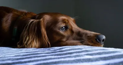 Hartverscheurend: hond wacht in ziekenhuis op overleden baas