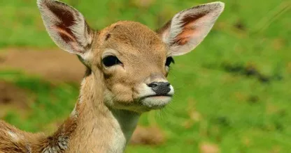 Moedige brandweervrouw redt hertje uit vlammenzee