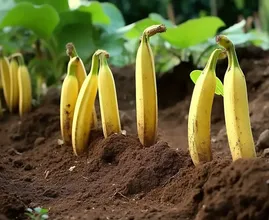 Plante bananas em todo o seu jardim: Veja o que acontece uma semana depois