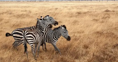 Optische illusie: kun jij zien welke zebra in de camera kijkt?