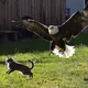 Un'aquila rapisce un gatto dal cortile: quello che scoprono i vicini vi lascerà a bocca aperta!